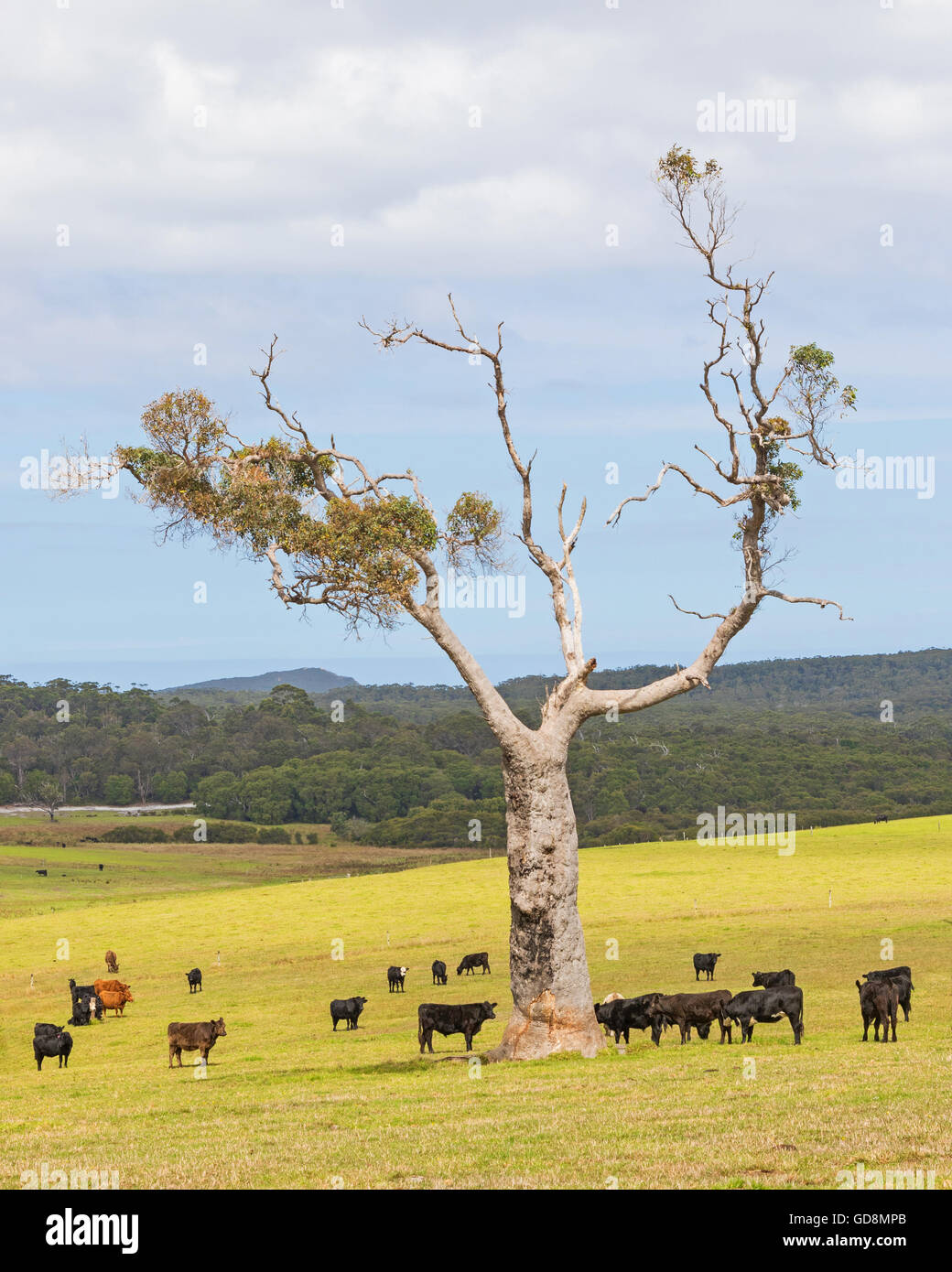 Une ferme de bétail près des villes de Nornalup et Walpole dans l'ouest de l'Australie. Banque D'Images