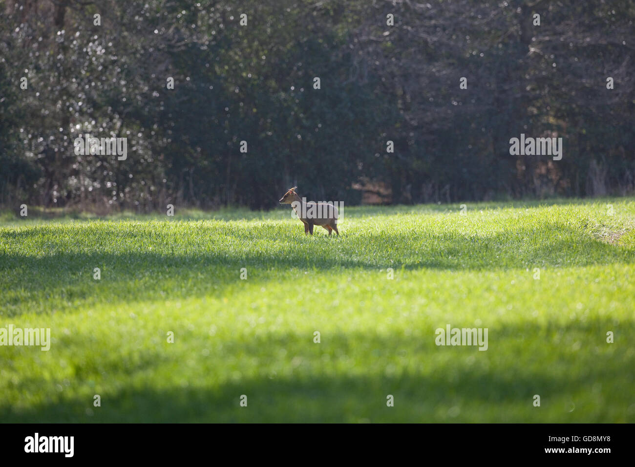 (Muntiacus reevesi Muntjac Deer). Debout sur le bord d'un champ de céréales arables à côté de la couverture de bois. Lumière du soir. Banque D'Images