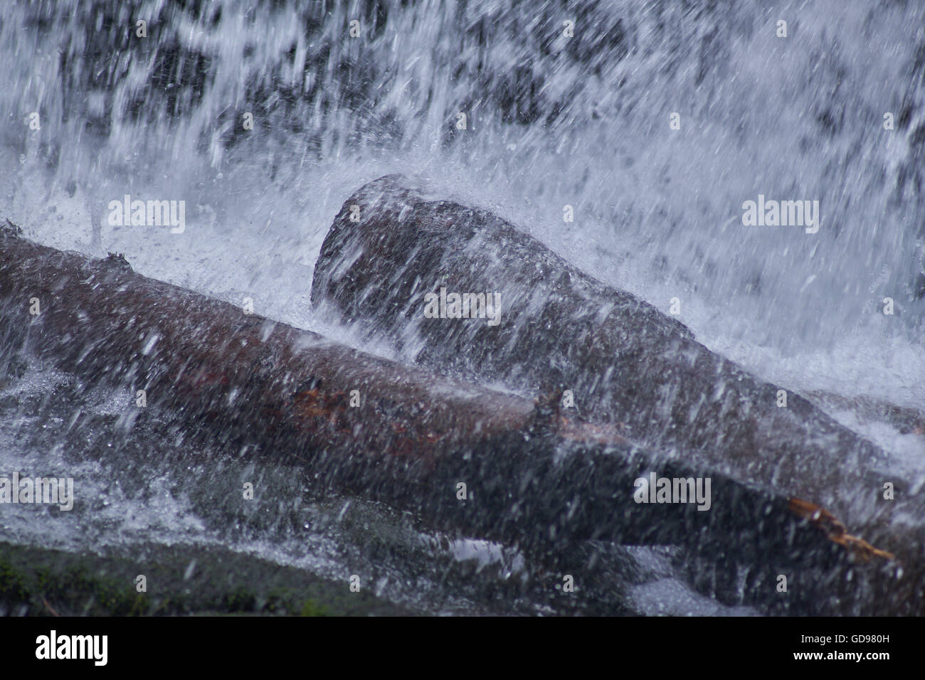 La mousse de l'eau tombant sur les troncs des arbres Banque D'Images