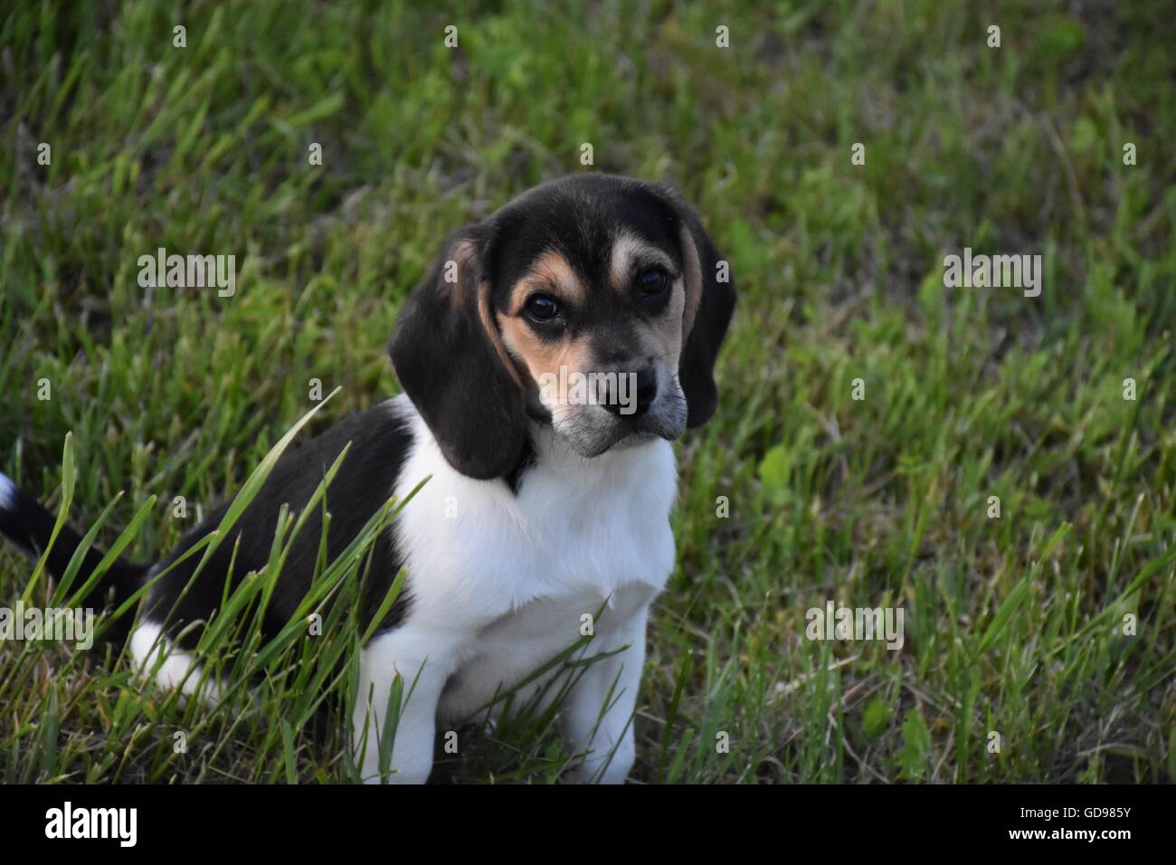 Beagle Puppy Sitting in Grass Banque D'Images