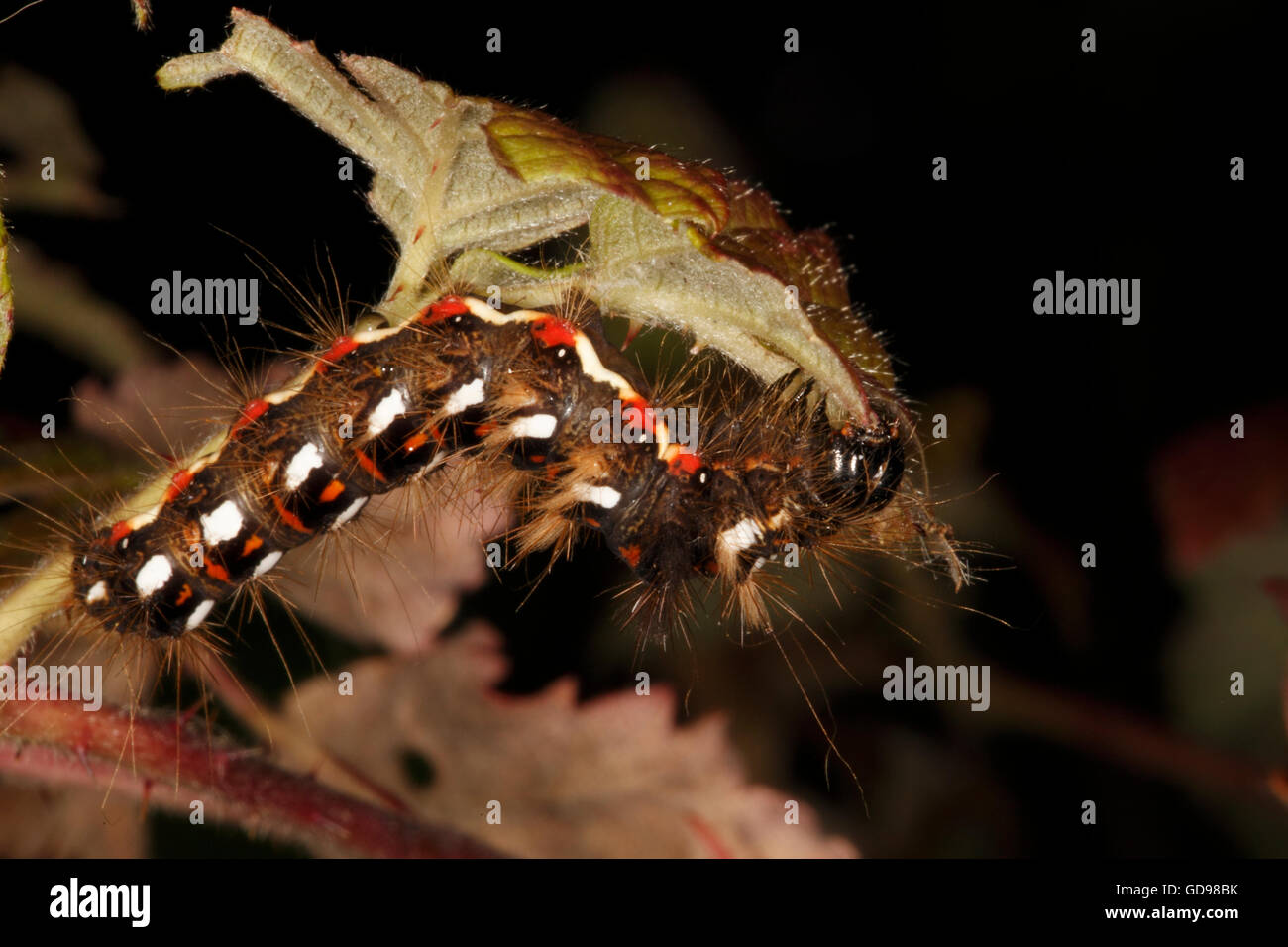 Noeud papillon d'herbe (Acronicta rumicis) chenille sur une feuille. Banque D'Images