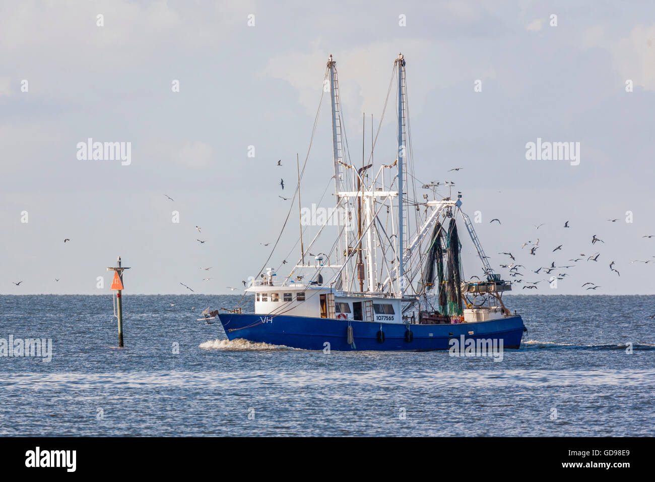 Mouettes suivent un crevettier commercial avec un poisson frais retour au port dans la région de Biloxi, Mississippi Banque D'Images