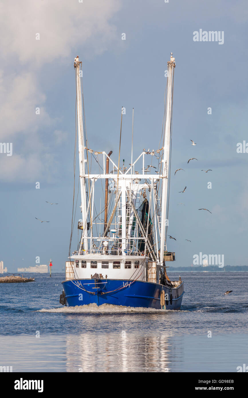 Mouettes suivent un crevettier commercial avec un poisson frais retour au port dans la région de Biloxi, Mississippi Banque D'Images