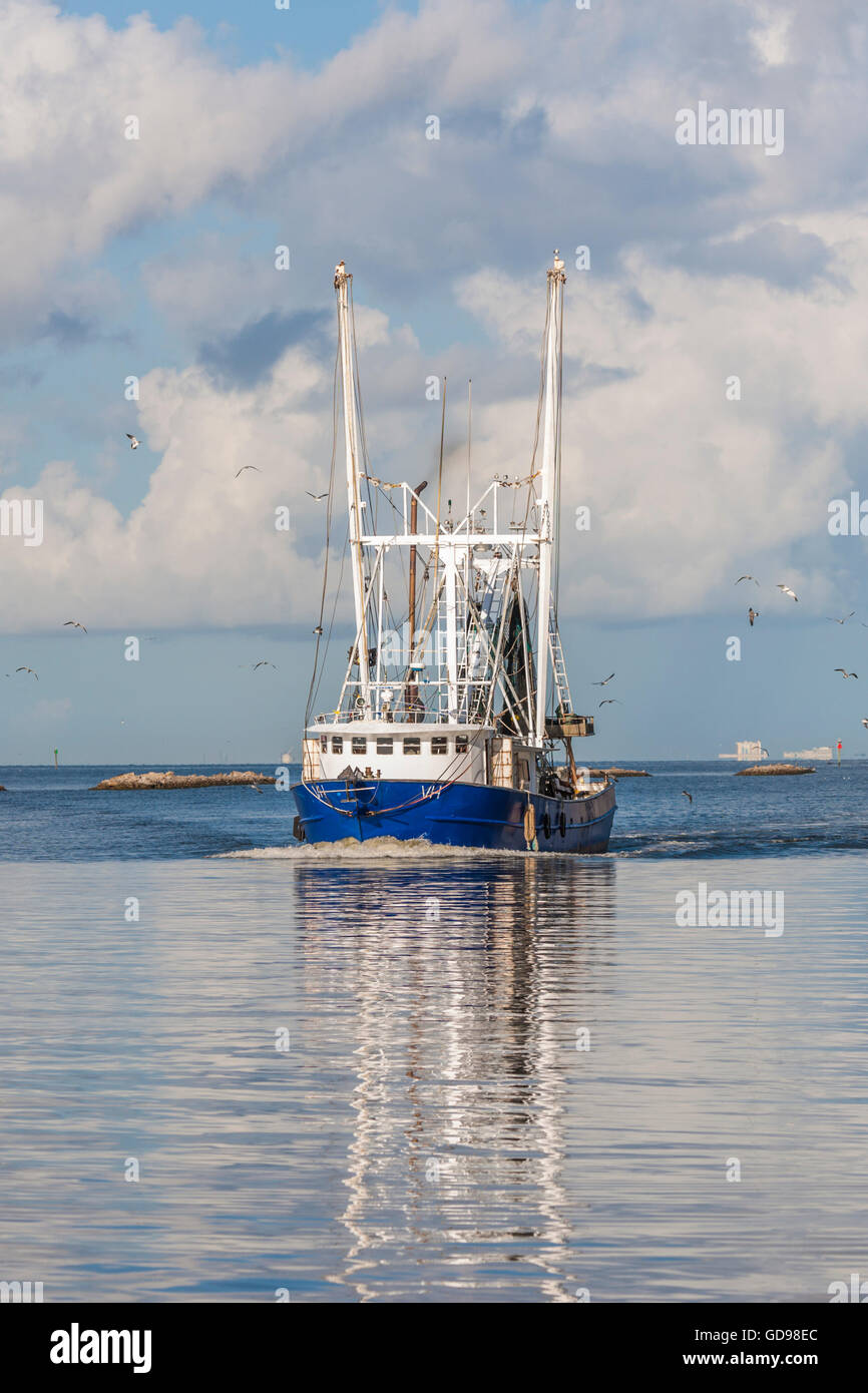 Mouettes suivent un crevettier commercial avec un poisson frais retour au port dans la région de Biloxi, Mississippi Banque D'Images