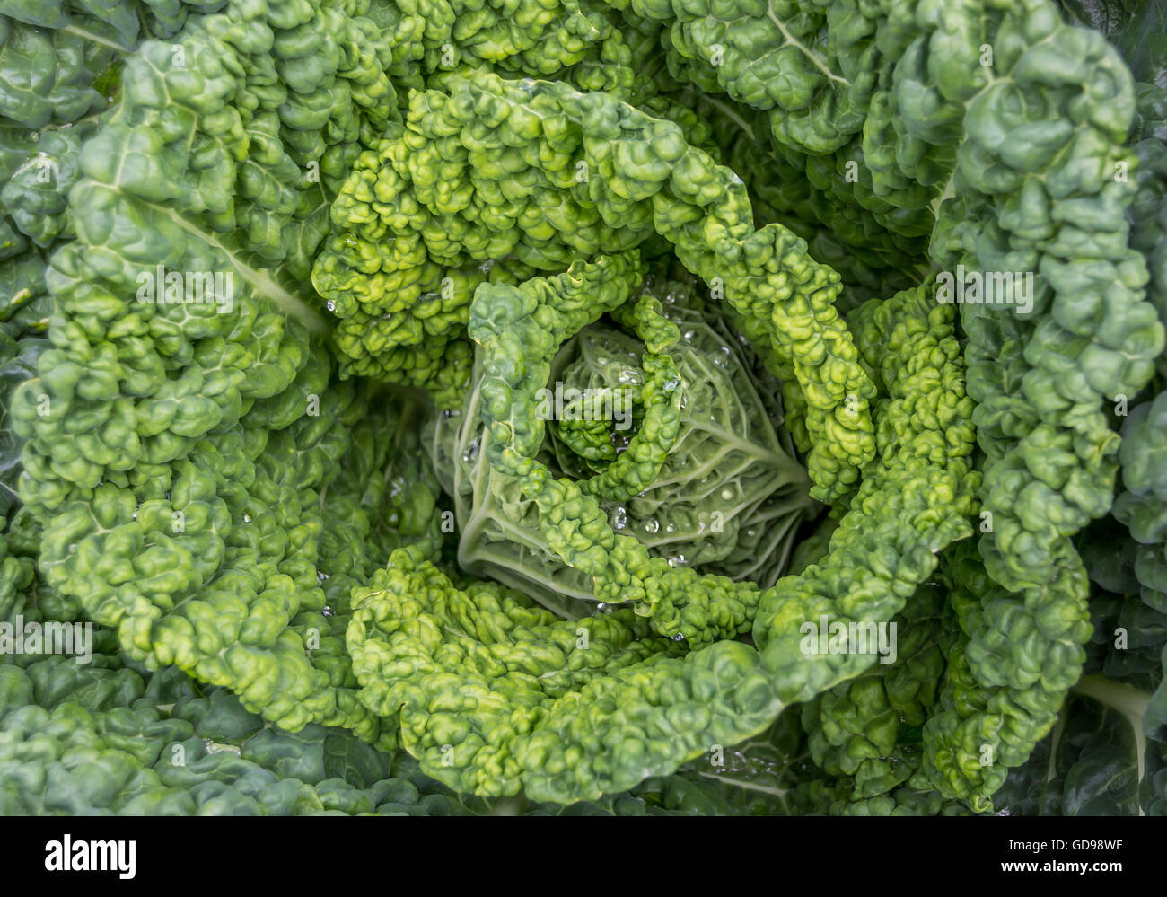 Le chou vert frais avec des gouttes d'eau Banque D'Images