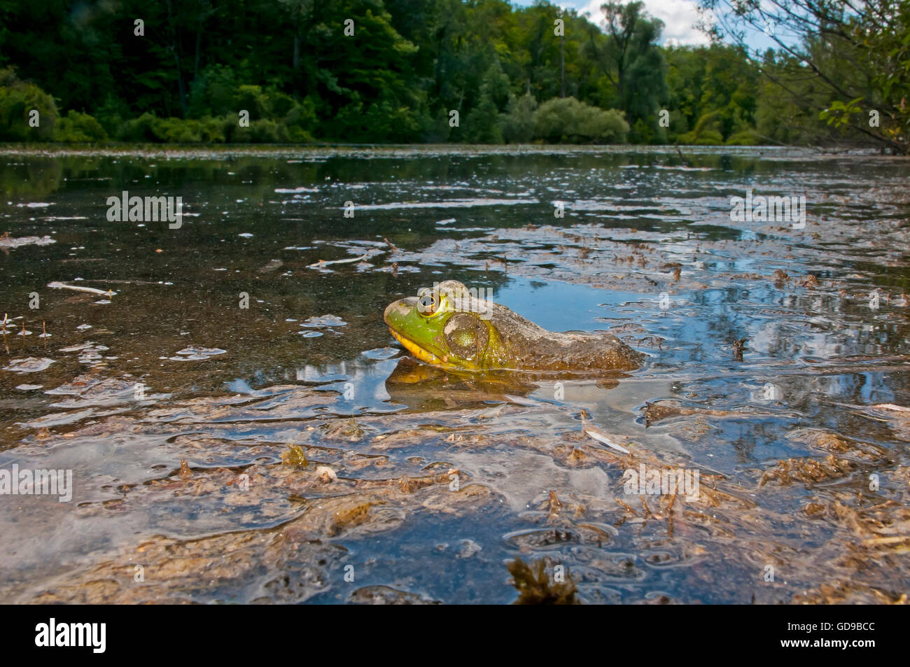 Grenouille du nord Banque de photographies et d’images à haute