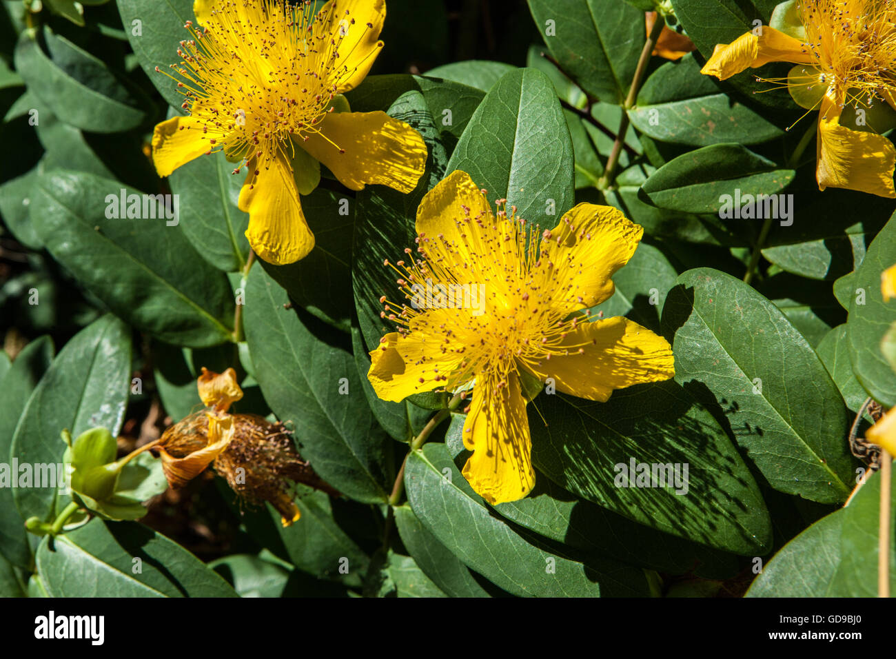 Hypericum perforatum Banque D'Images