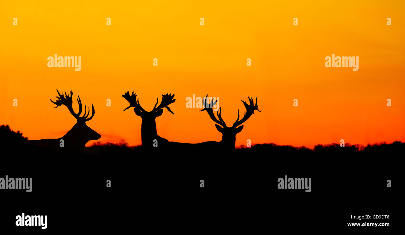 Red Deer Cervus elaphus à Holkham Park Norfolk, Royaume-Uni Banque D'Images