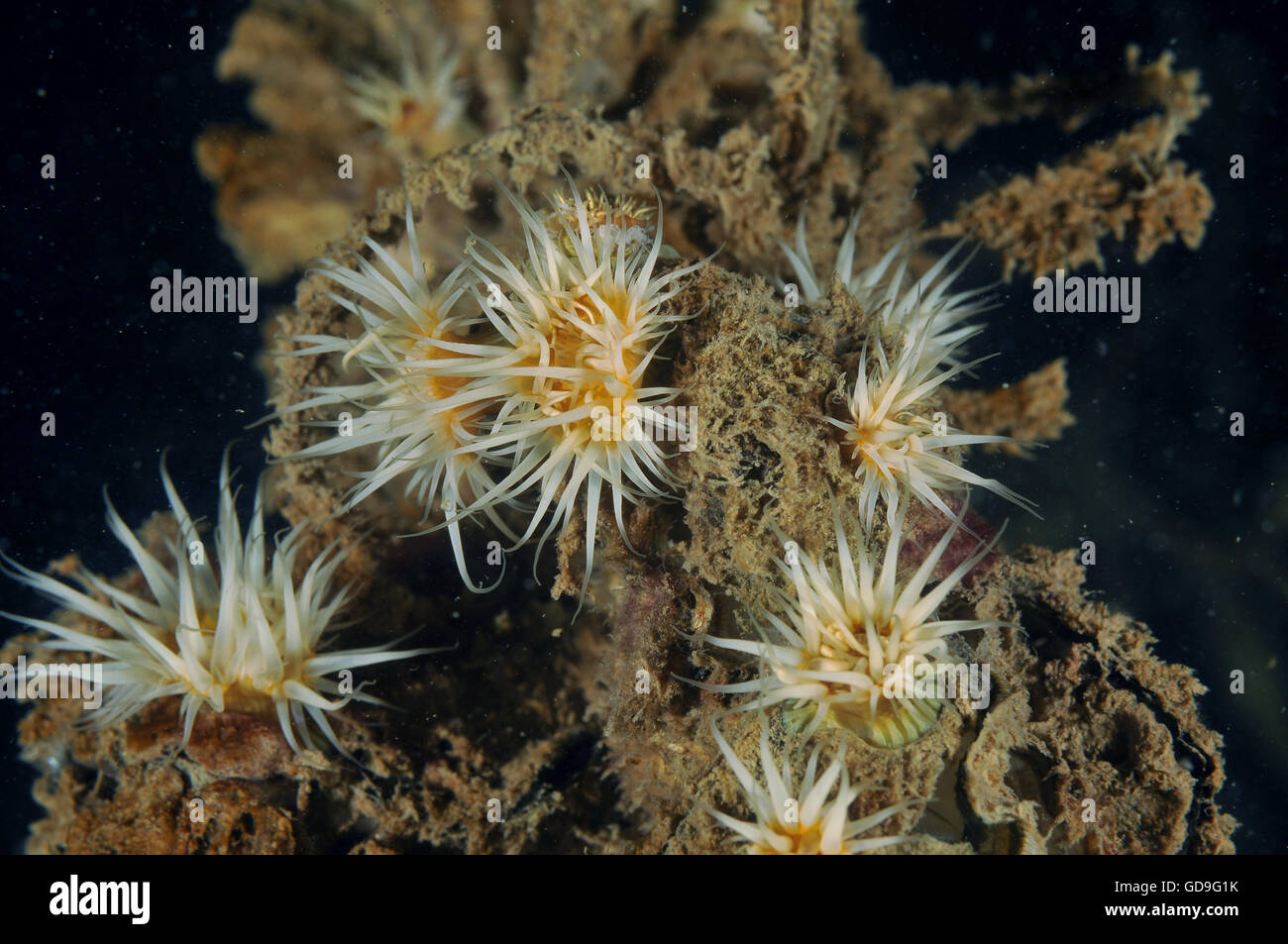 Les anémones à rayures blanches Anthothoe albocincta Banque D'Images