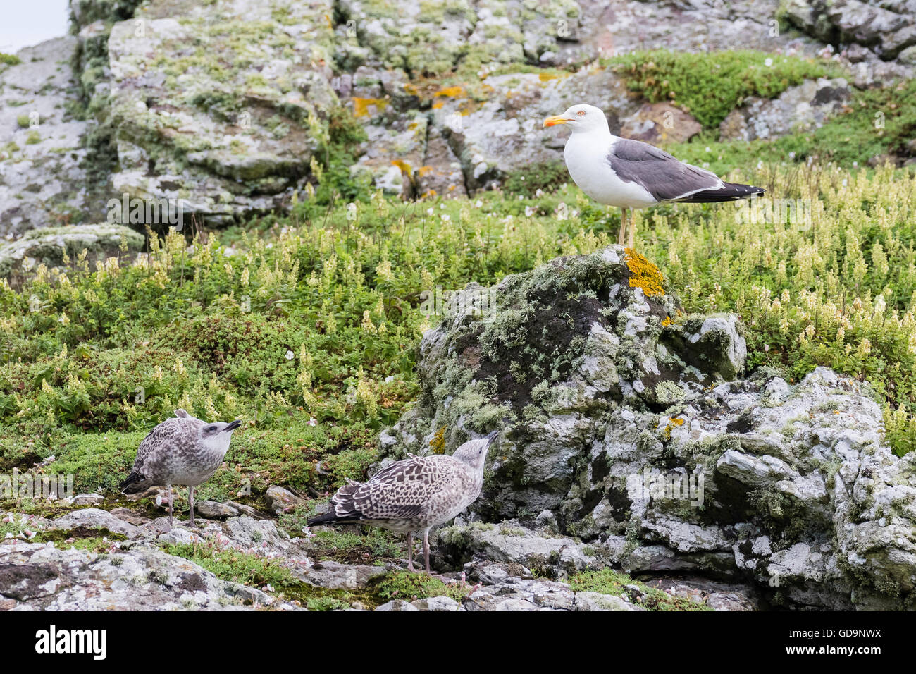 Une moindre Goéland marin sur l'île de Skomer Pembrokeshire Banque D'Images