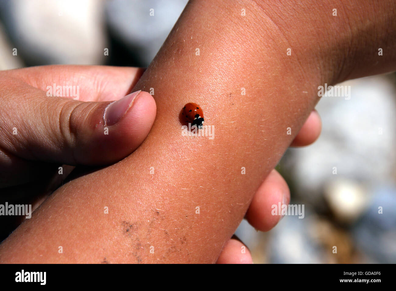 Lady Bug sur un bras de garçons Banque D'Images