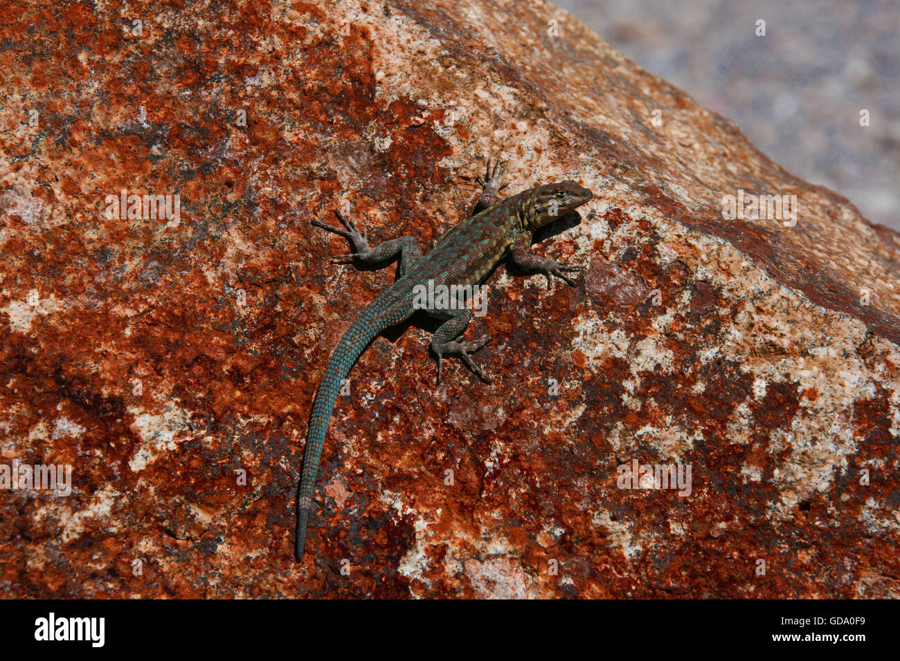 Side-lézard tacheté (Uta stansburiana uniformis) Banque D'Images