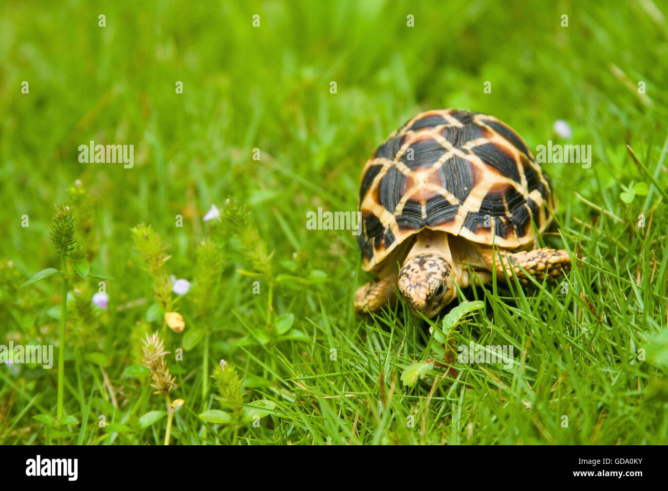 L'Indien tortue Banque D'Images