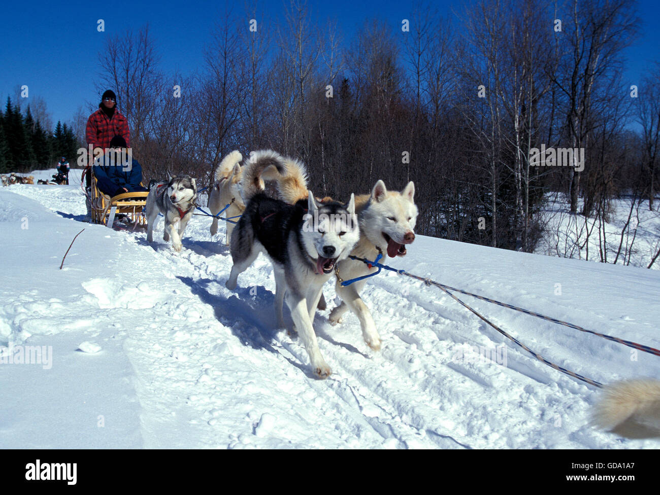 Husky de Sibérie, l'homme son traîneau de chiens de traineaux, Québec au Canada Banque D'Images
