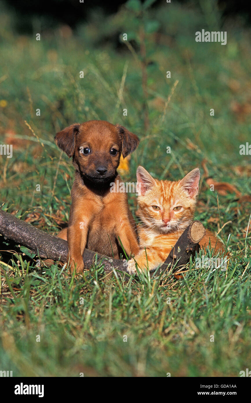 Chiot ET CHATON SUR L'HERBE Banque D'Images
