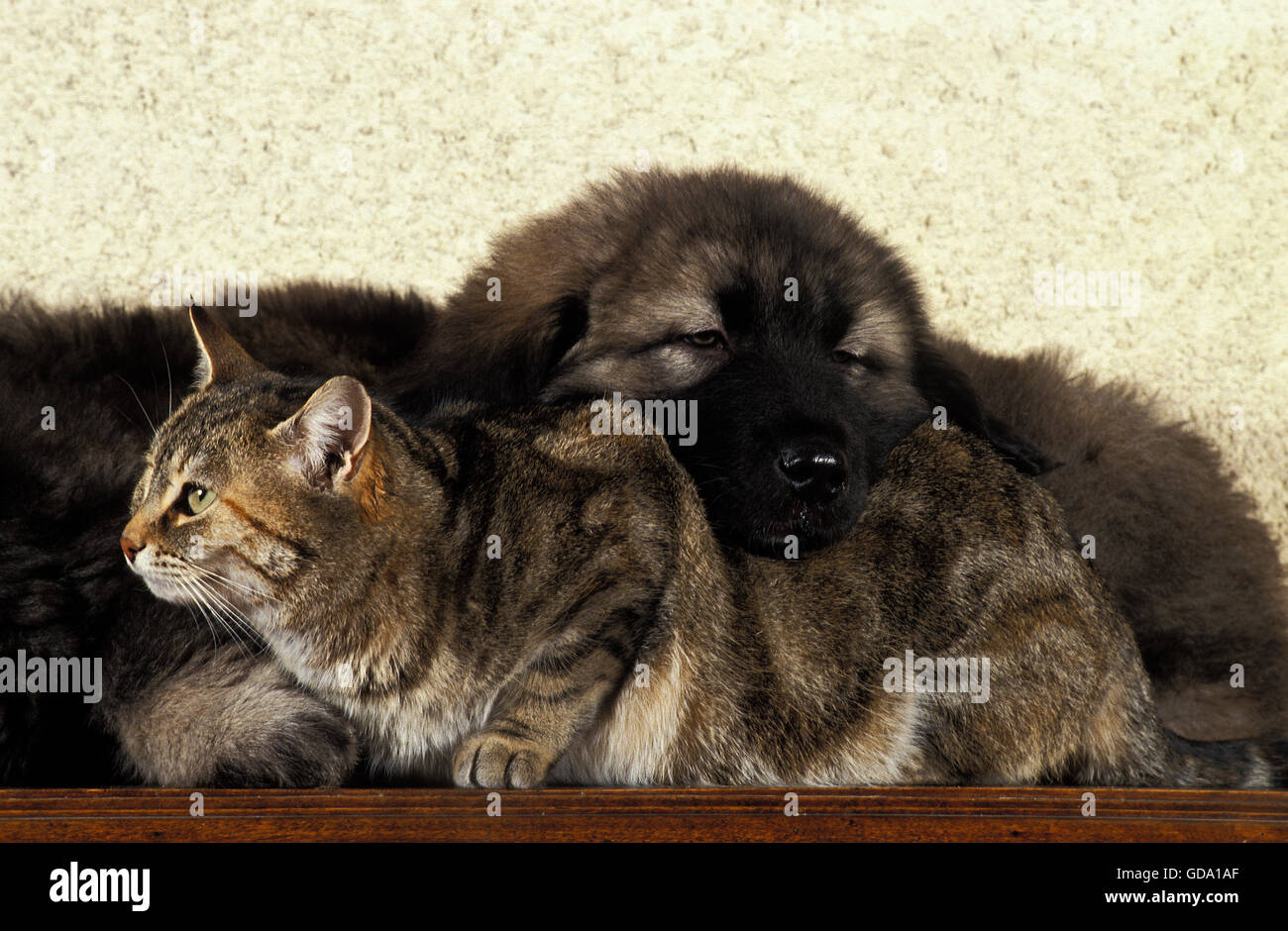 Chien de Berger yougoslave ou Sarplaninac avec couchage Chien Chat domestique U Banque D'Images