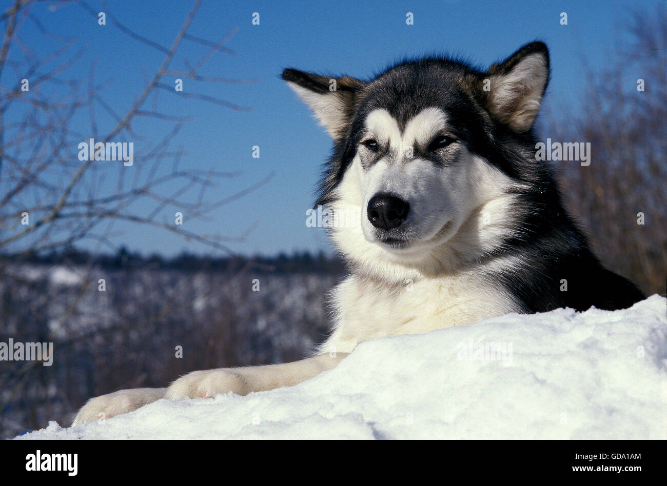 Chien Malamute d'Alaska, des profils portant sur la neige Banque D'Images