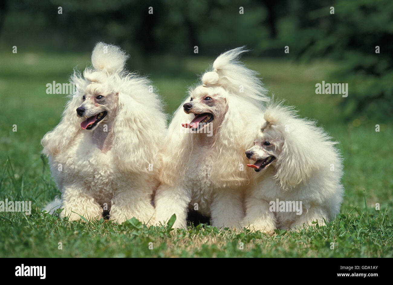 Caniche miniature blanc dog sitting on Grass Banque D'Images