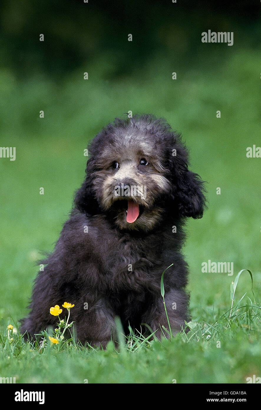 Chien caniche miniature gris, Pup le bâillement Banque D'Images