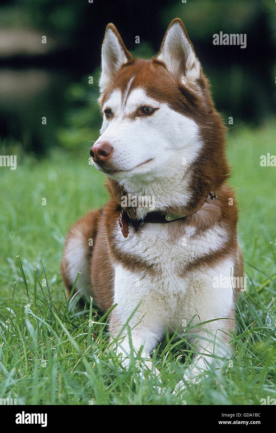 Husky de Sibérie, des profils portant sur l'herbe Banque D'Images