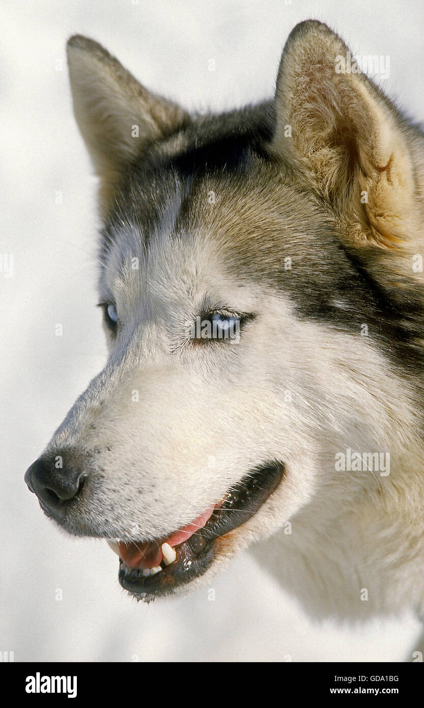Husky de Sibérie, Portrait d'adulte Banque D'Images