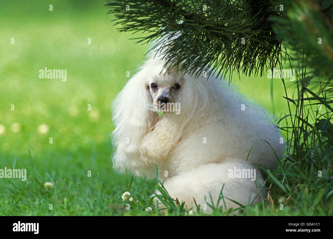 Caniche miniature blanc sur l'herbe Banque D'Images