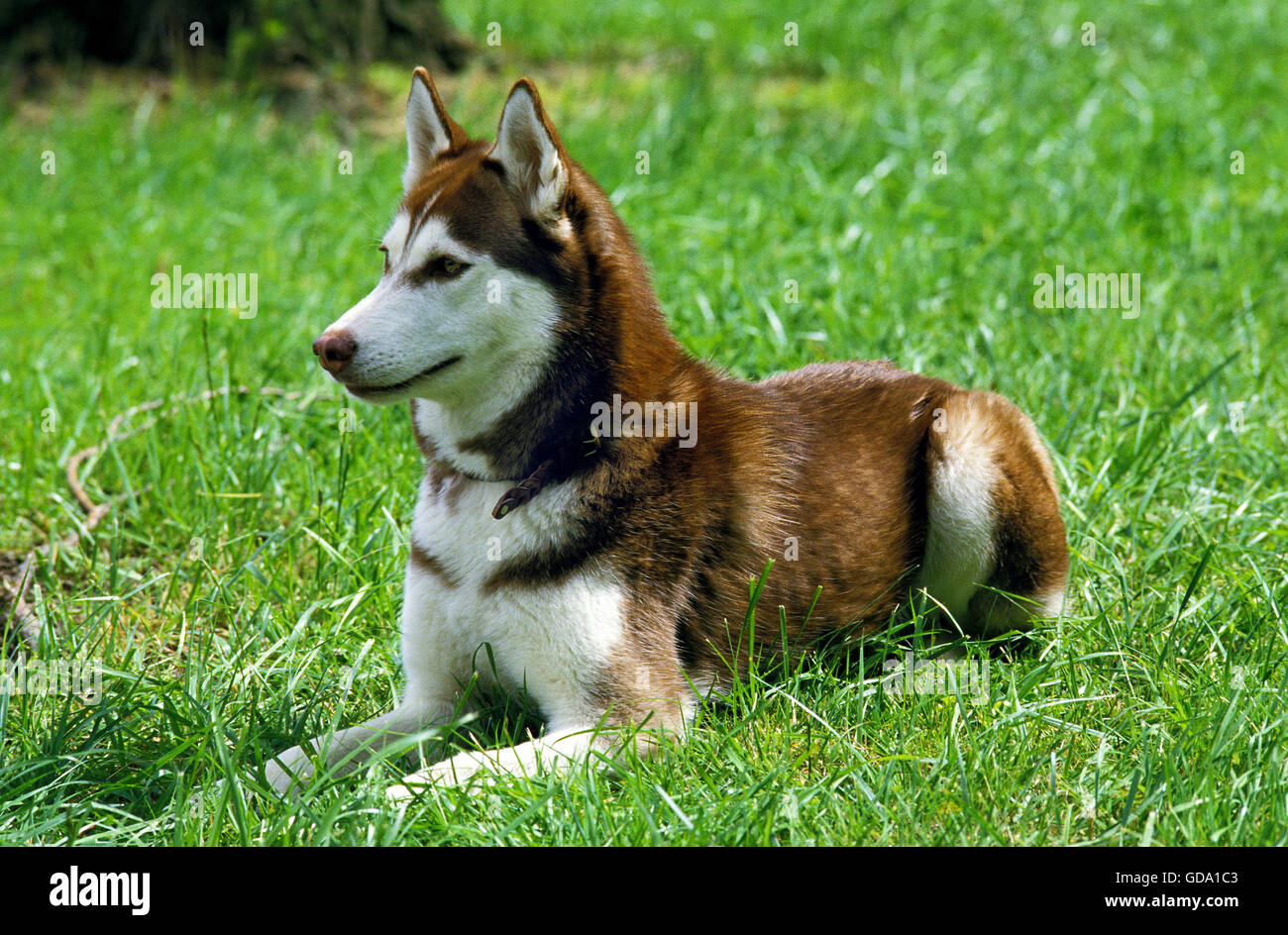 Husky de Sibérie, des profils portant sur l'herbe Banque D'Images
