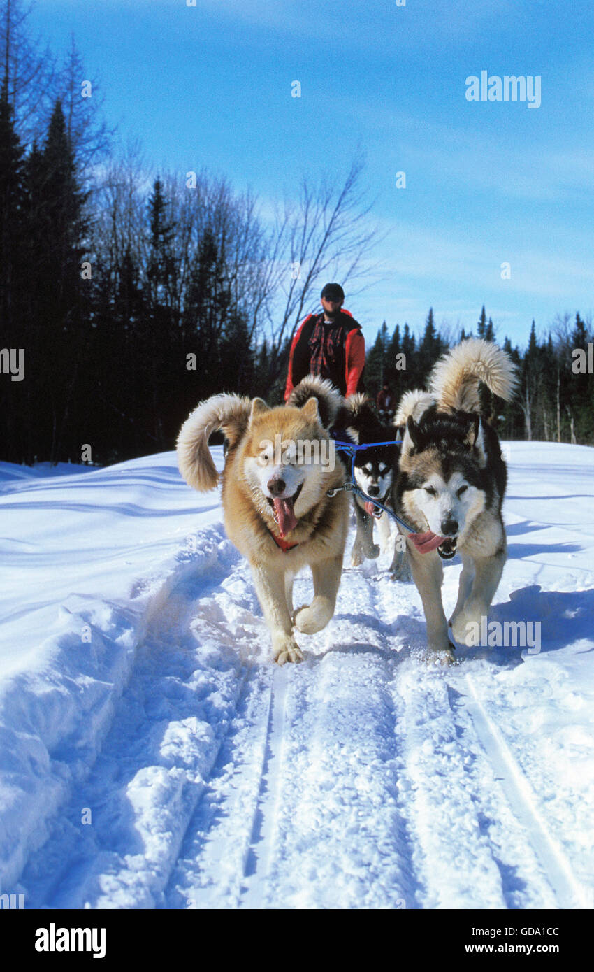 Chien Husky de Sibérie, l'homme de l'équipe de chiens de traîneau du mushing, Québec au Canada Banque D'Images