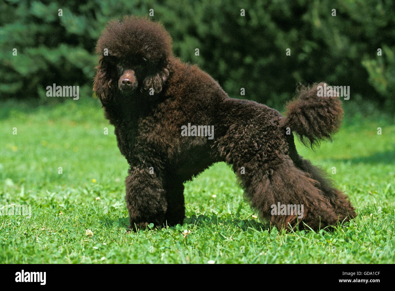 Caniche Miniature noir, adulte debout sur l'herbe Banque D'Images