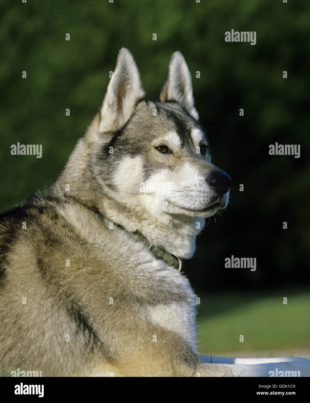 Husky de Sibérie, avec collier de chien Banque D'Images