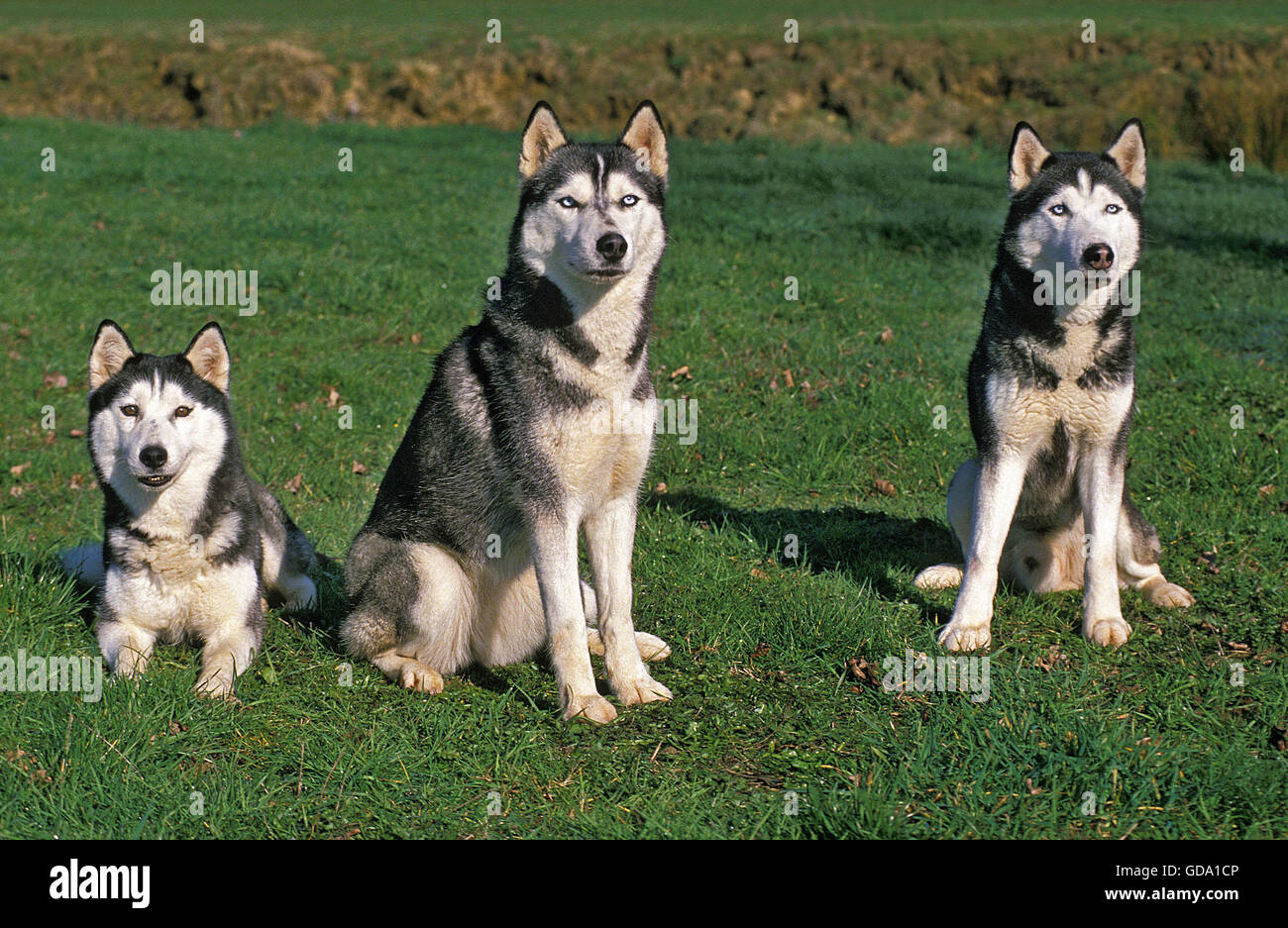 Husky de Sibérie, les adultes sur l'herbe Banque D'Images