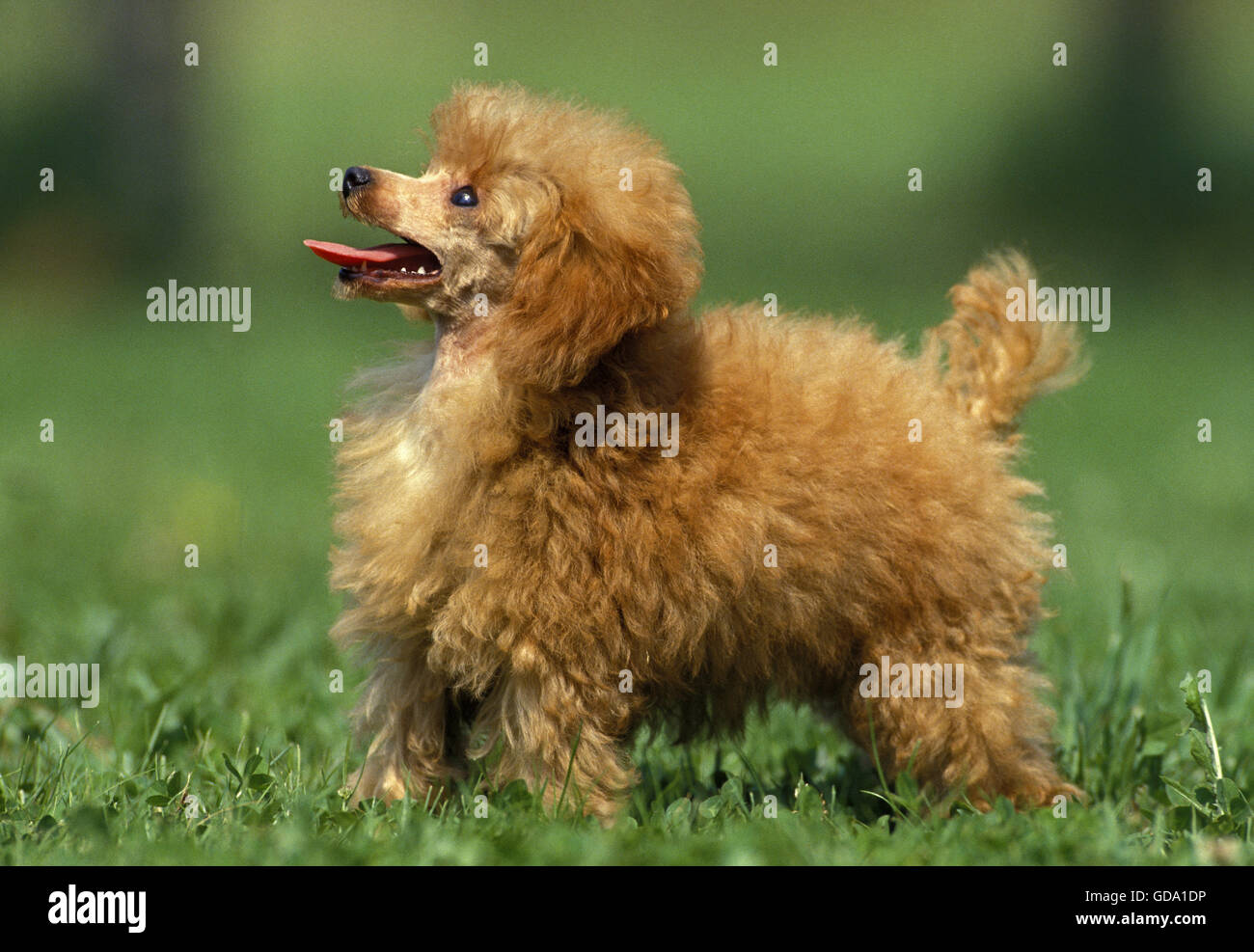 Caniche miniature d'abricot, Dog standing on Grass Banque D'Images
