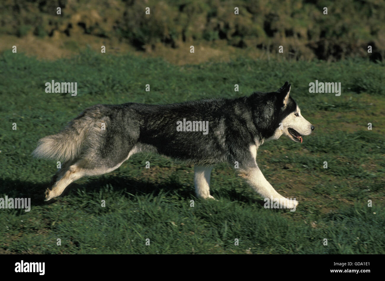 Siberian Husky Dog walking on Grass Banque D'Images