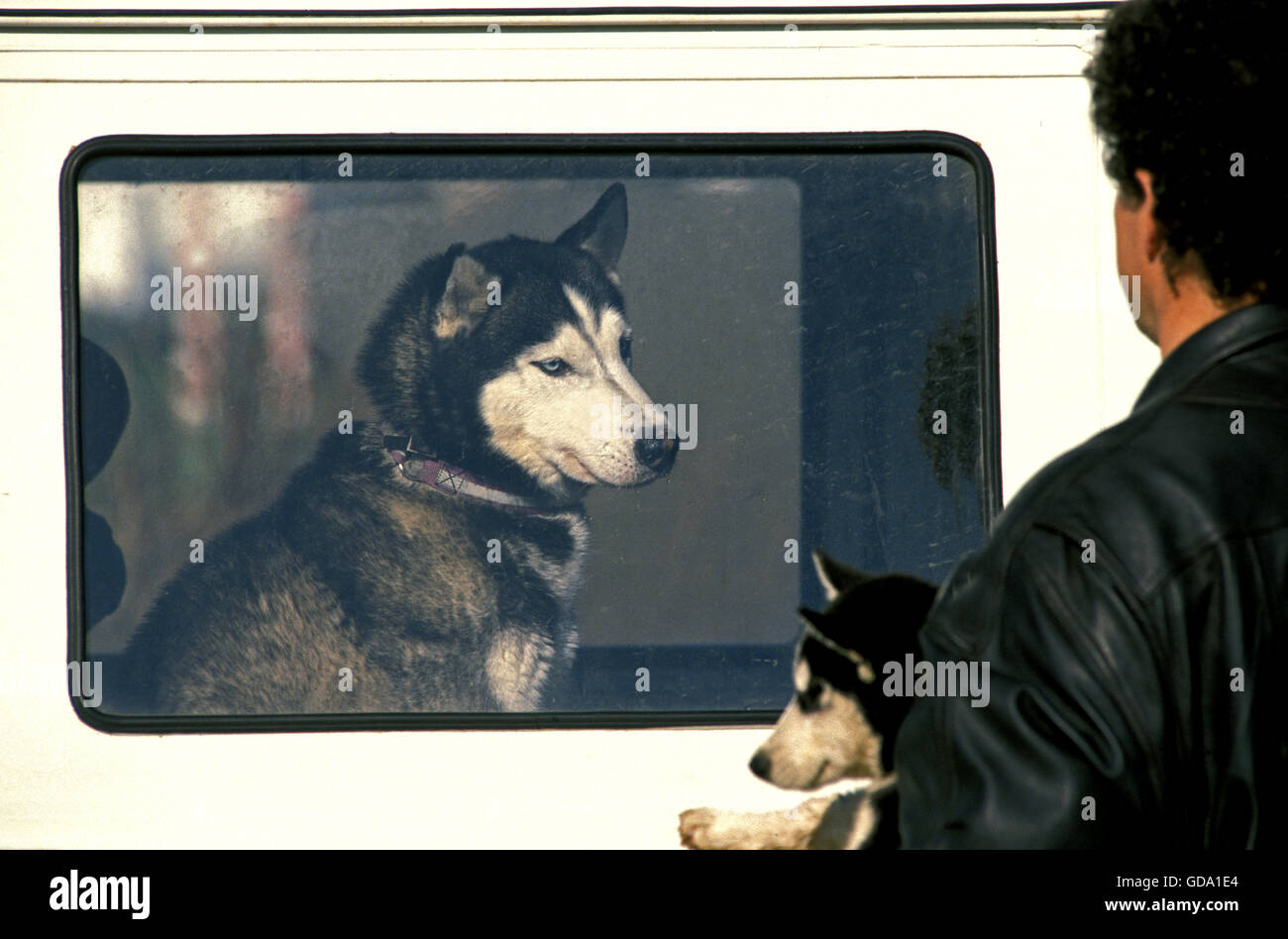 Chien Husky de Sibérie, Man carrying Pup, adulte dans... Banque D'Images