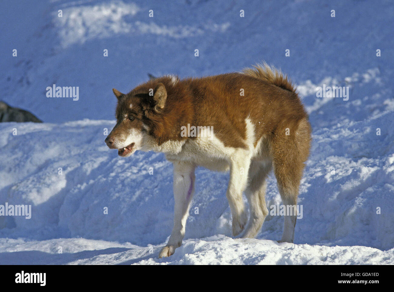 Siberian husky debout sur la neige Banque D'Images