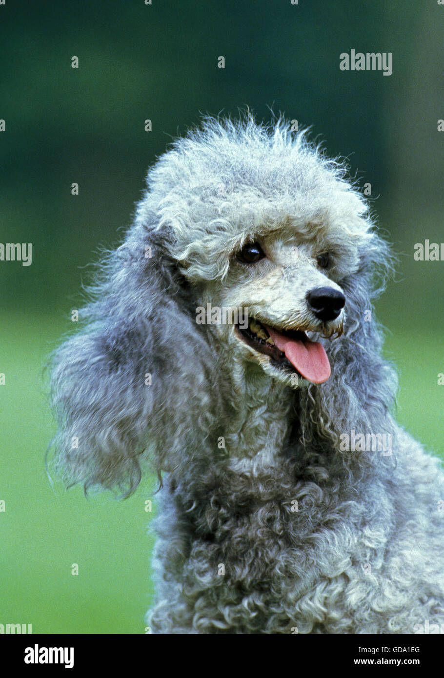Caniche Miniature gris, Portrait de chien Banque D'Images