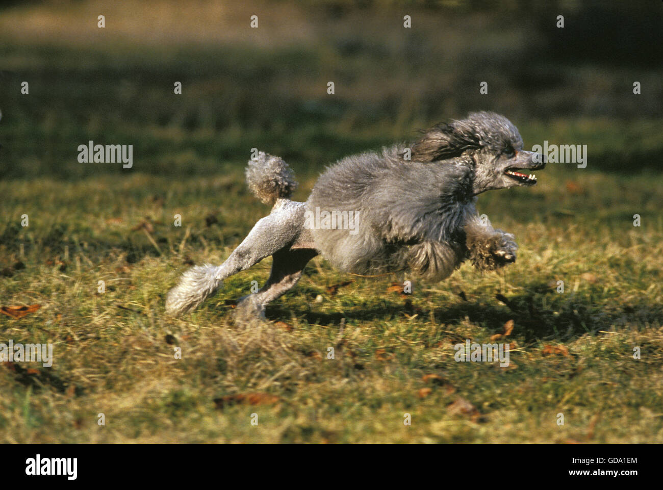 Caniche Miniature gris chien qui court Banque D'Images