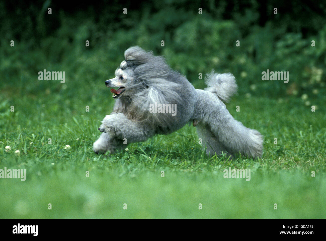 Chien caniche miniature gris, homme d'exécution Banque D'Images