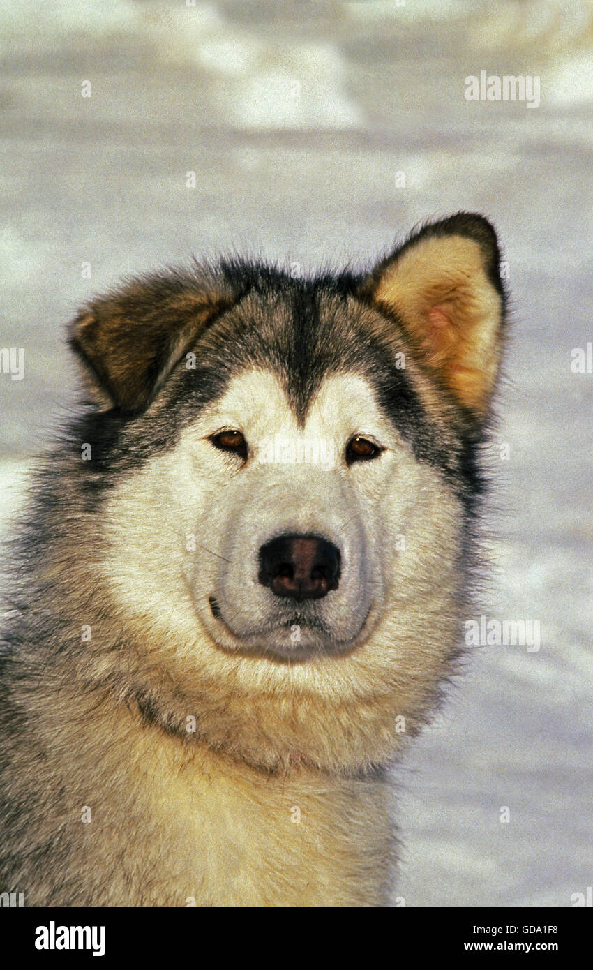 Portrait de chien malamute d'Alaska, avec drôle de visage Banque D'Images