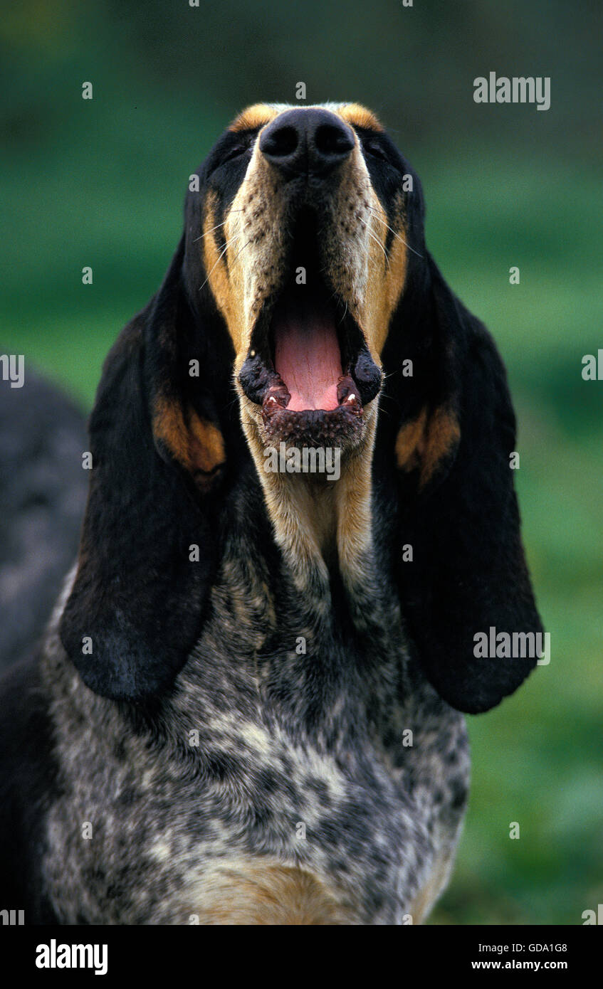 Peu de BLEU GASCOGNE HOUND, BÂILLEMENTS ADULTES Banque D'Images