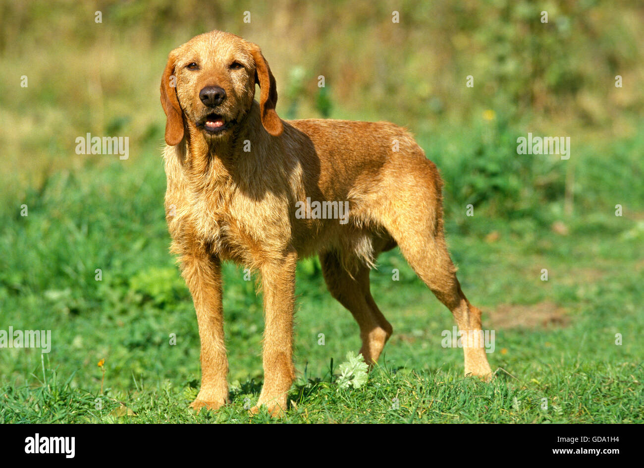 Bretagne Fauve Ou Griffon Griffon Fauve De Bretagne Chien