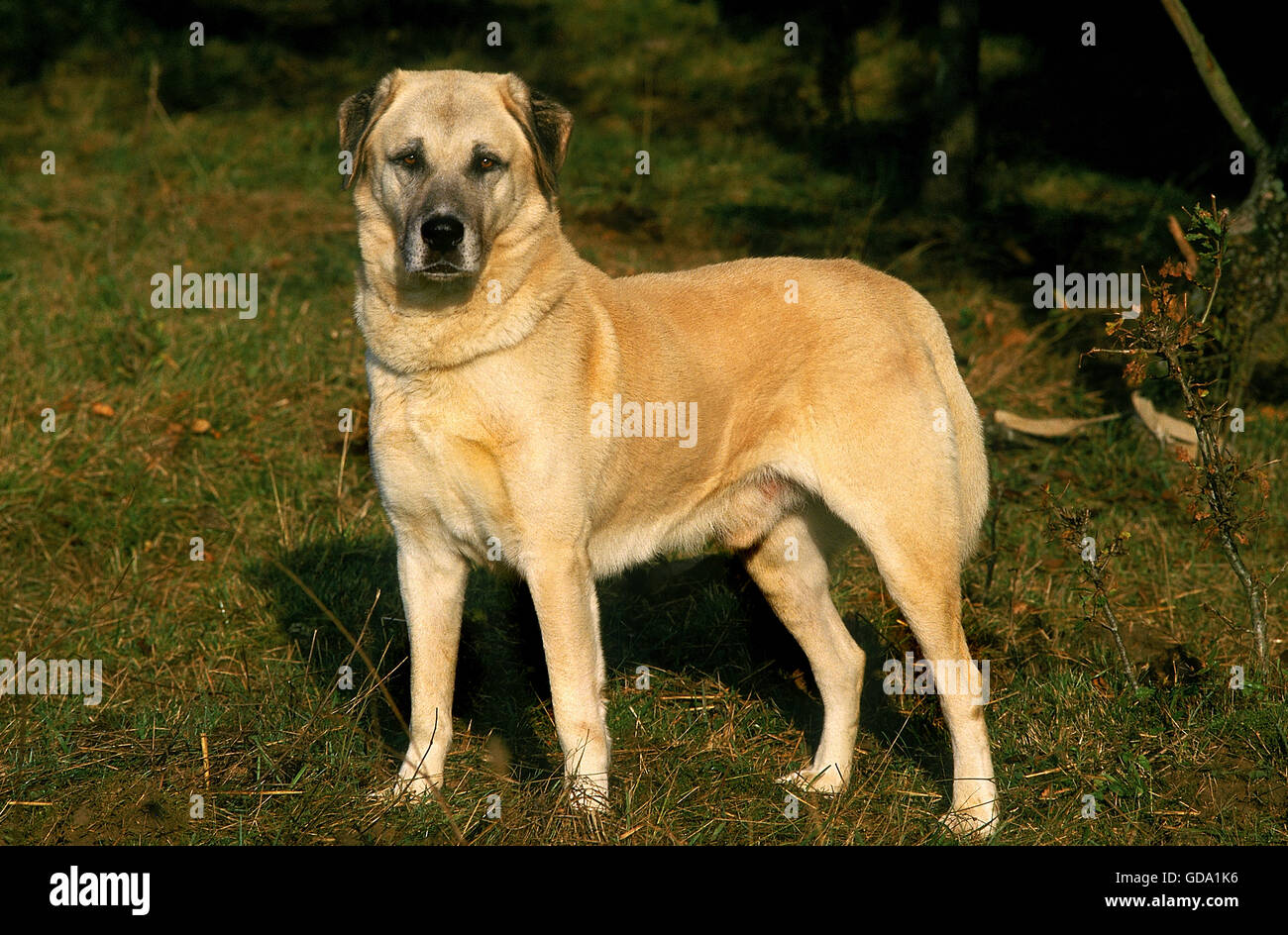 Anatolian Shepherd Dog standing on Grass Banque D'Images