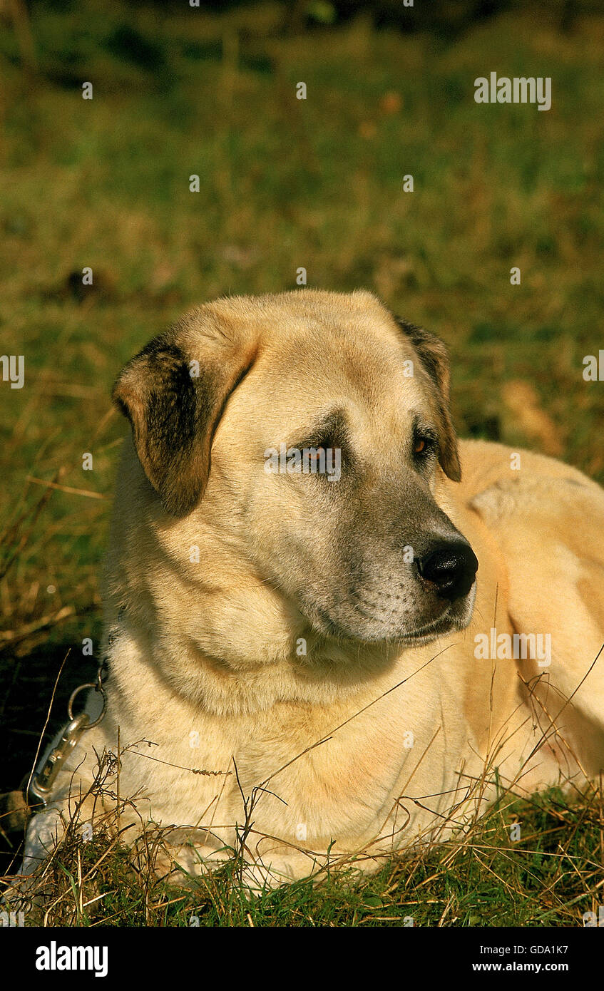 Chien de Berger d'Anatolie portant sur l'herbe Banque D'Images