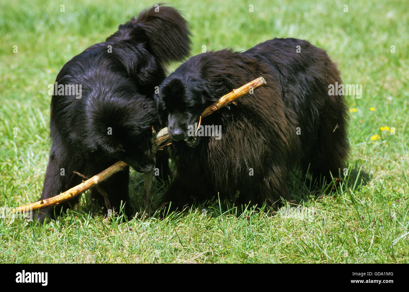 Chien de Terre-Neuve, les adultes sur l'herbe, jouer avec un morceau de bois Banque D'Images