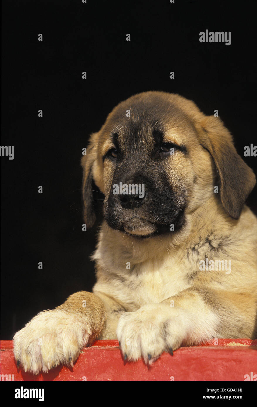 Chien de Berger d'Anatolie ou Coban Kopegi, Portrait de Pup Banque D'Images
