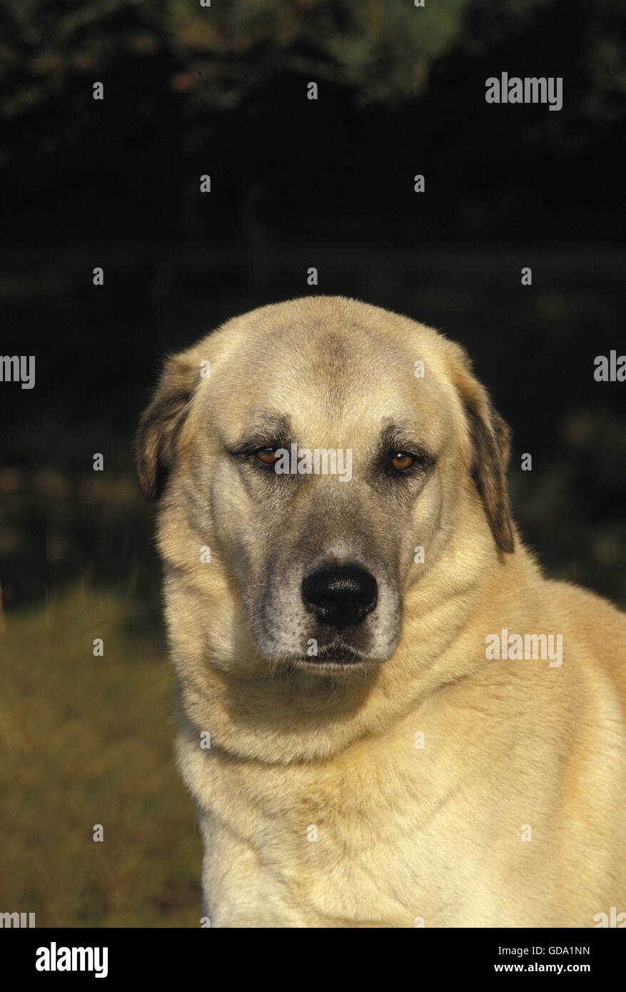 Chien de Berger d'Anatolie ou Coban Kopegi, Portrait d'adulte Banque D'Images