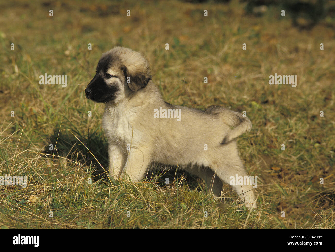 Chien de Berger d'Anatolie ou Coban Kopegi, Pup Banque D'Images