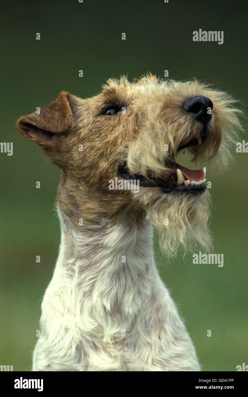 Portrait d'Wire-Haired Fox Terrier Banque D'Images