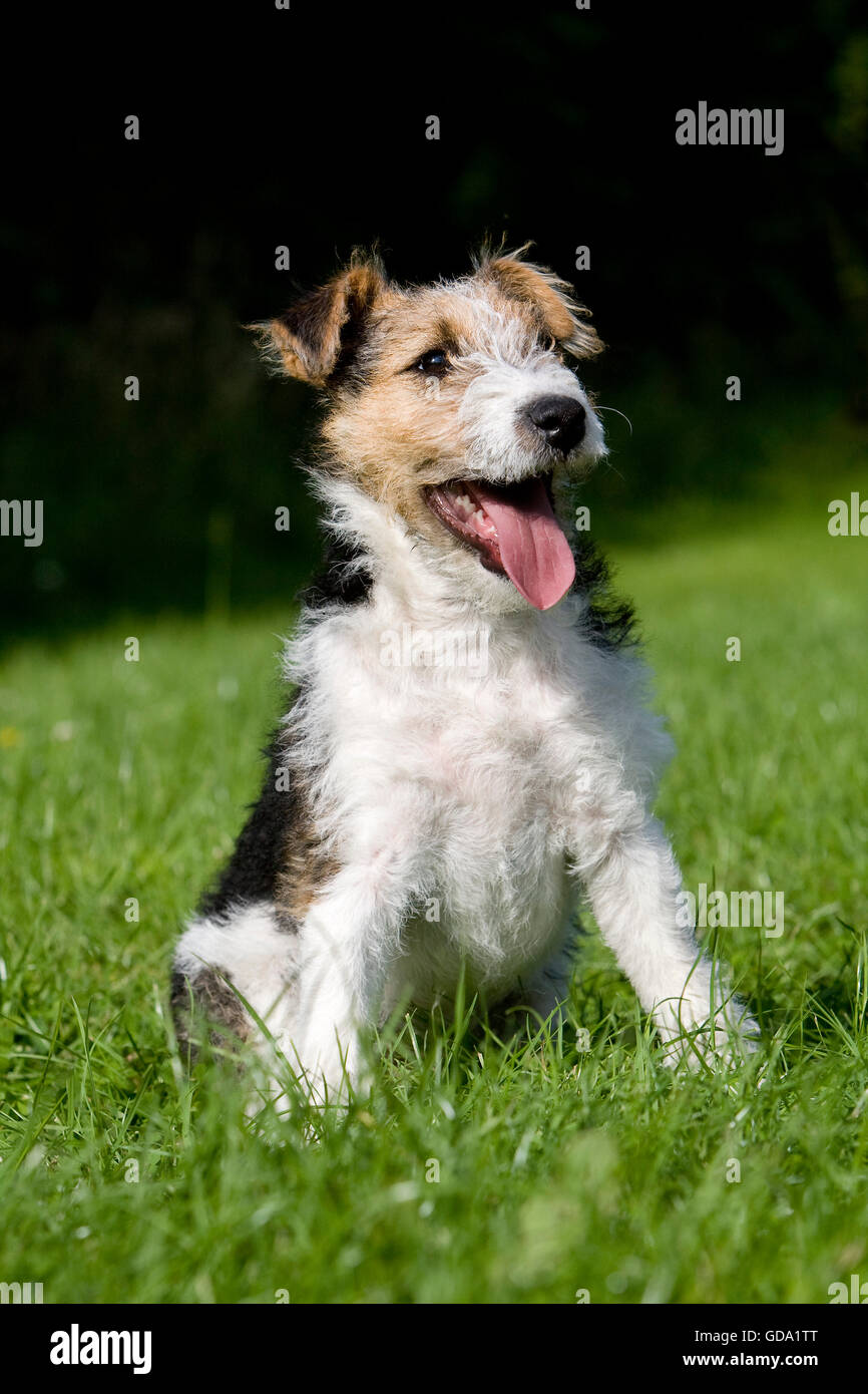 Le Fox Terrier à poil dur chiot Photo Stock - Alamy