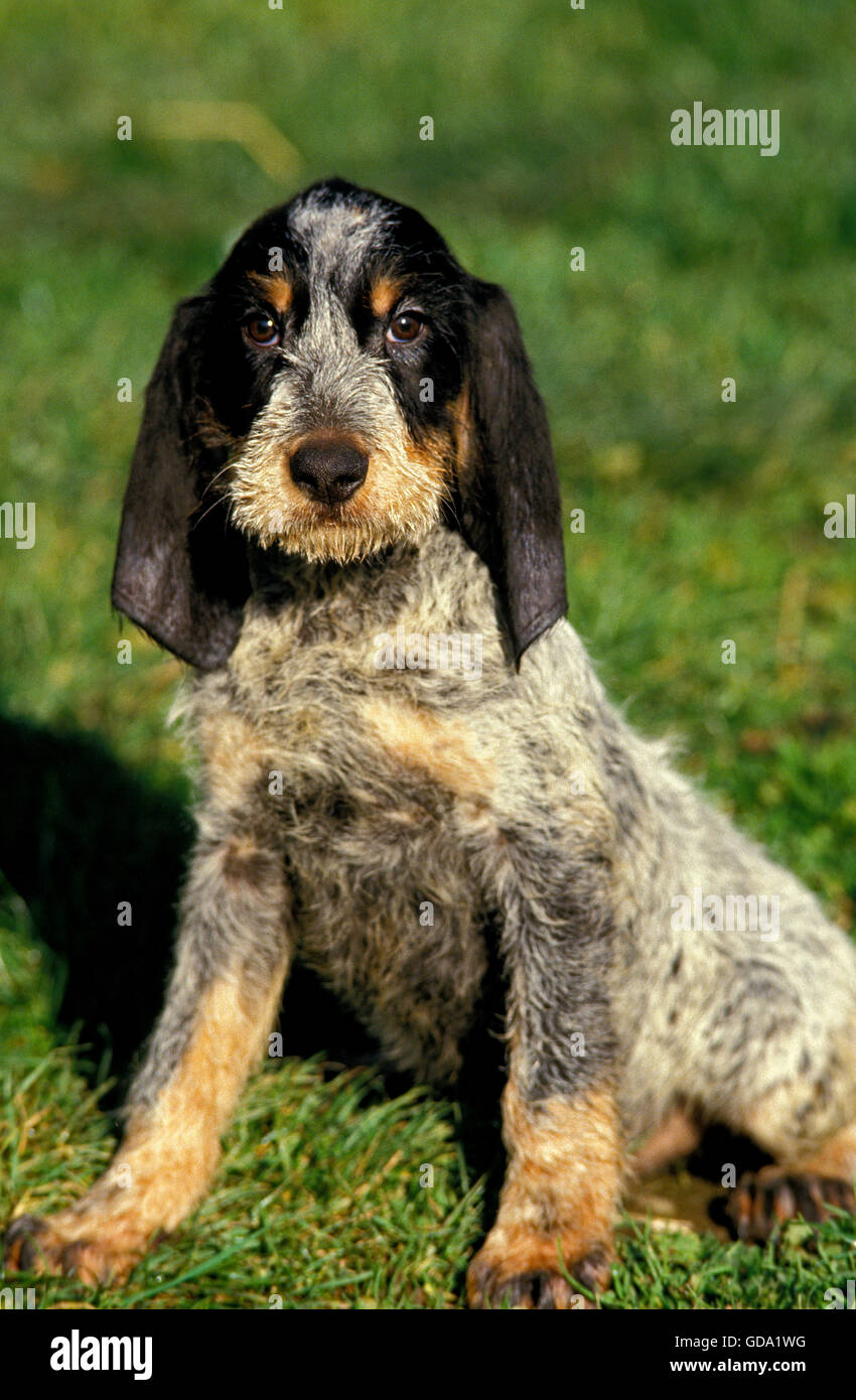 Griffon Bleu De Gascogne Sanglier à Vendre La Gascogne BLEU CHIEN GRIFFON, DES PROFILS SITTING ON GRASS Photo Stock -  Alamy